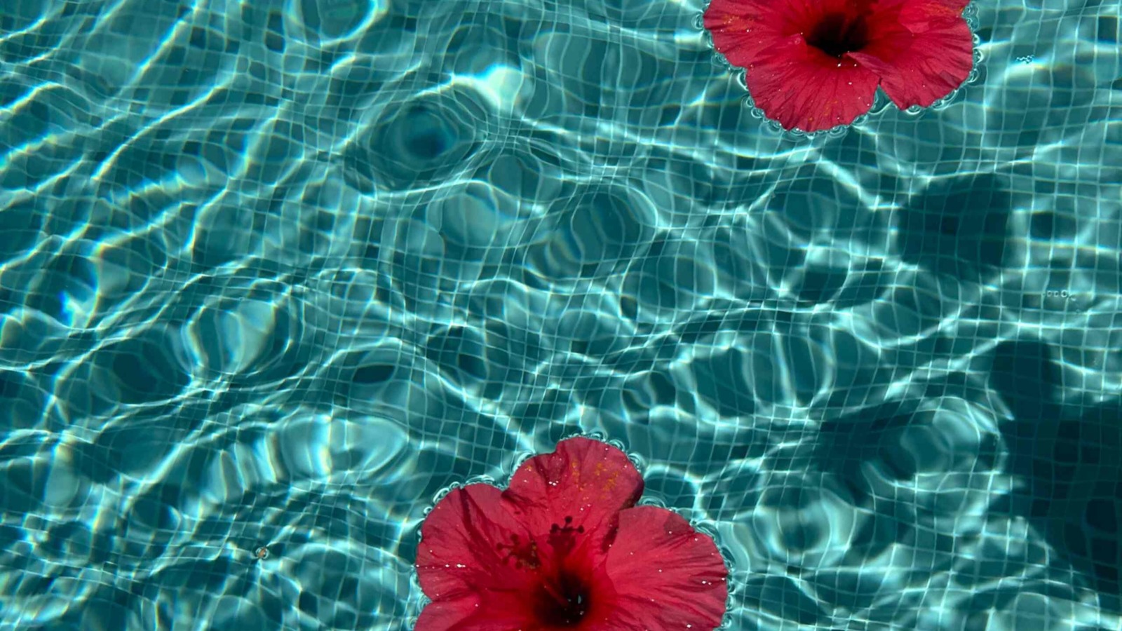 des fleurs dans l'eau d'une piscine