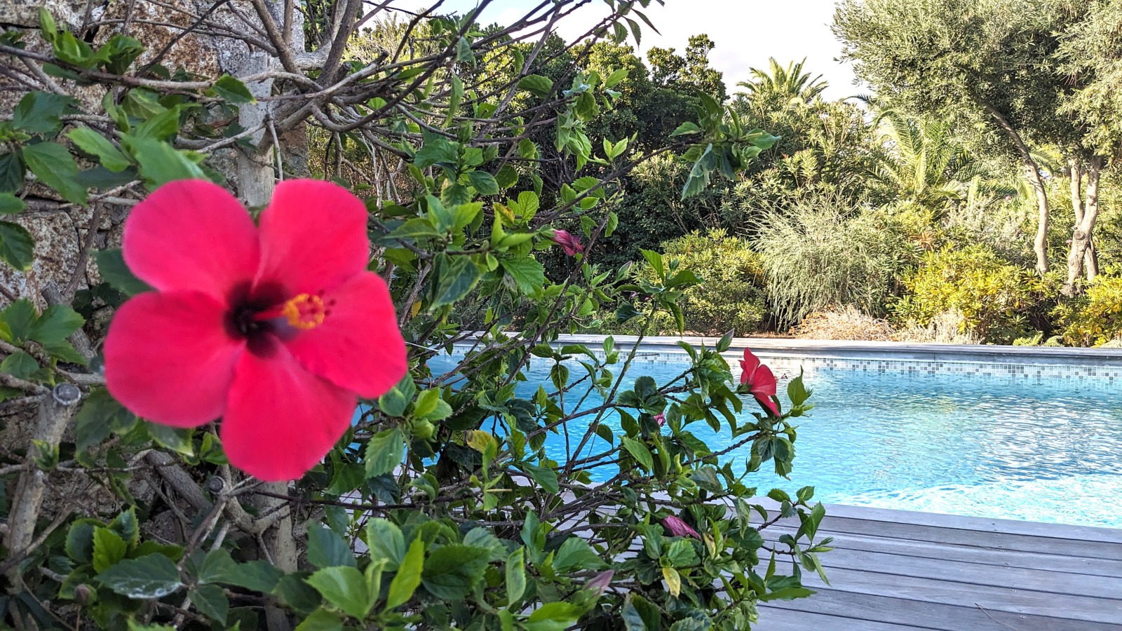 des fleurs dans l'eau d'une piscine